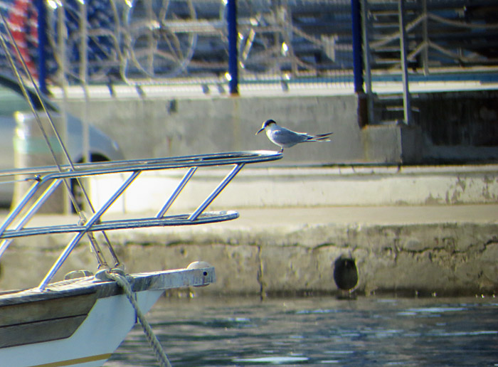 03_flussseeschwalbe_rovinj_2015-09-11_4273