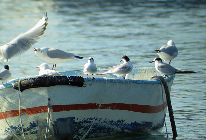 04_flussseeschwalbe_rovinj_2015-09-11_4297