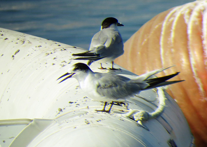 05_flussseeschwalbe_rovinj_2015-09-11_4319