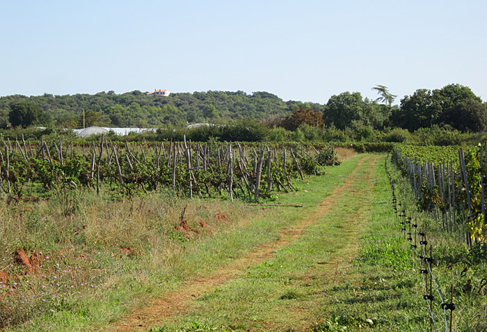 07_weinberg_bei_palud_2015-09-07_2805