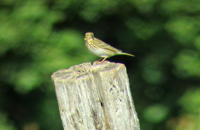 09_wiesenpieper_palud_2015-09-07_3309
