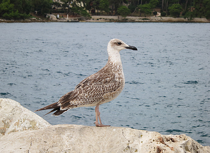 10_mittelmeermoewe_JK_rovinj_2015-09-05_2426