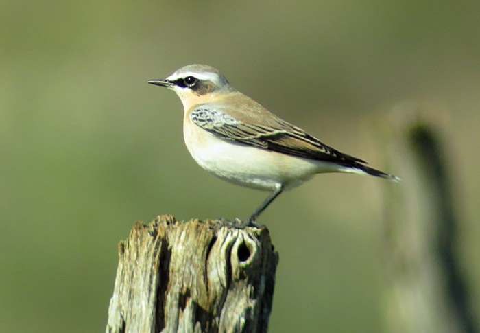 10_steinschmaetzer_palud_2015-09-07_3446