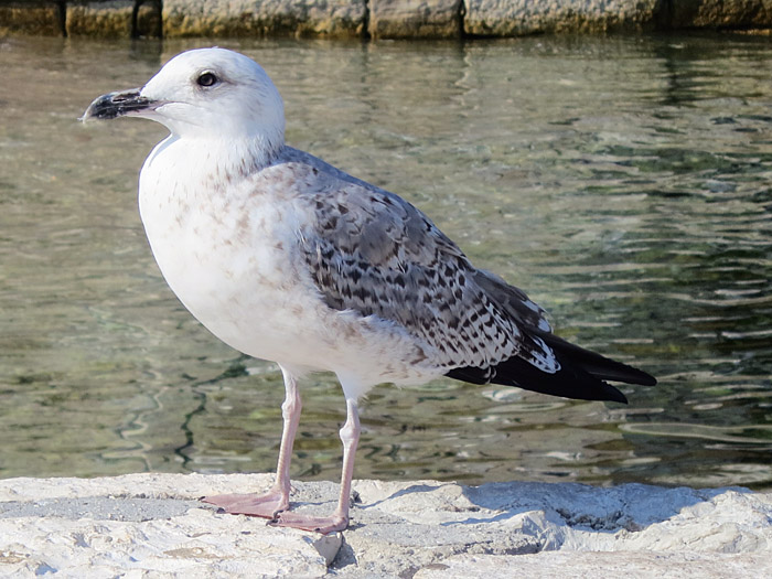 11_mittelmeermoewe_1KJ_rovinj_2015-09-12_4444