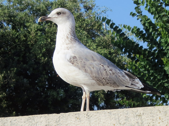 12_mittelmeermoewe_2KJ_rovinj_2015-09-11_4415