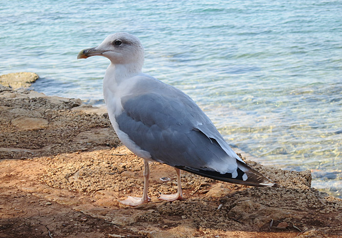 13_mittelmeermoewe_3KJ_rovinj_2015-09-11_4408