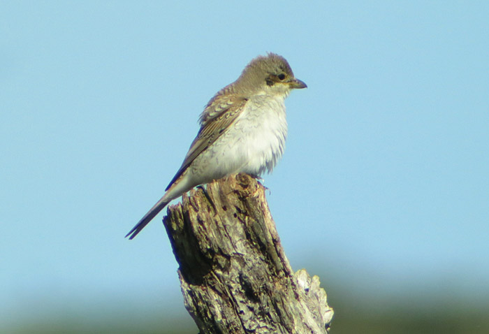 13_neuntoeter_palud_2015-09-07_2832