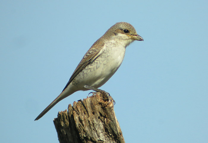 14_neuntoeter_palud_2015-09-07_2848