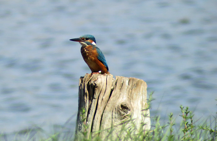 20_eisvogel_palud_2015-09-07_3119