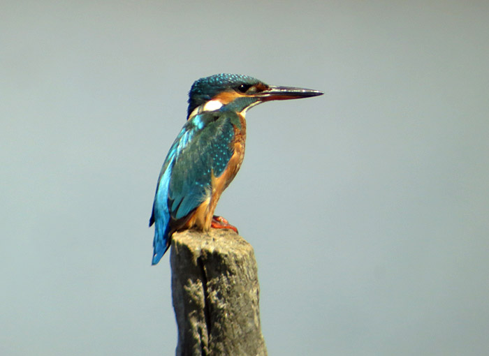 21_eisvogel_palud_2015-09-07_3142