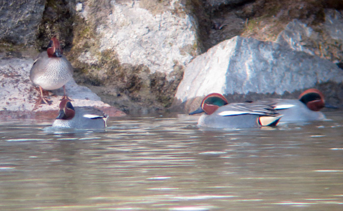 01_krickenten_oberfoehringer-wehr_2016-01-30_9394