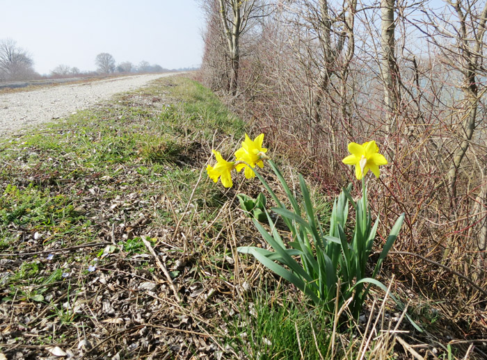 00_narzissen_ismaninger_2016-03-19_1840