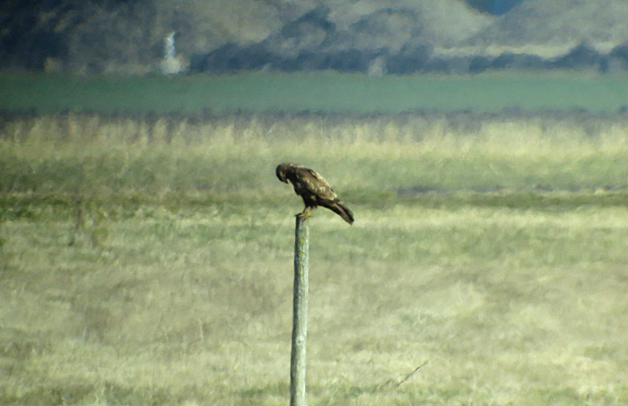 09_maeusebussard_ismaninger_2016-03-19_1979
