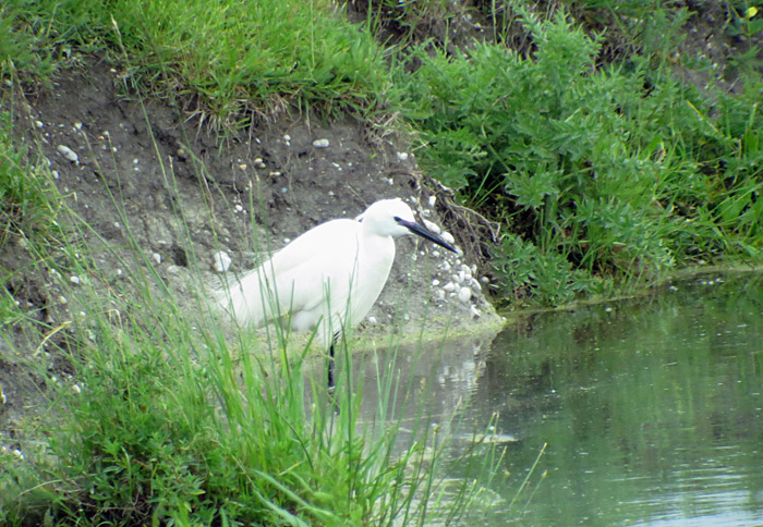 05_seidenreiher_graurindekoppel_2016-05-24_9035