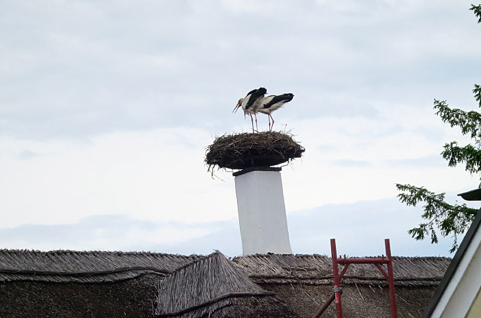 07_weissstorch_apetlon_2016-05-24_9181