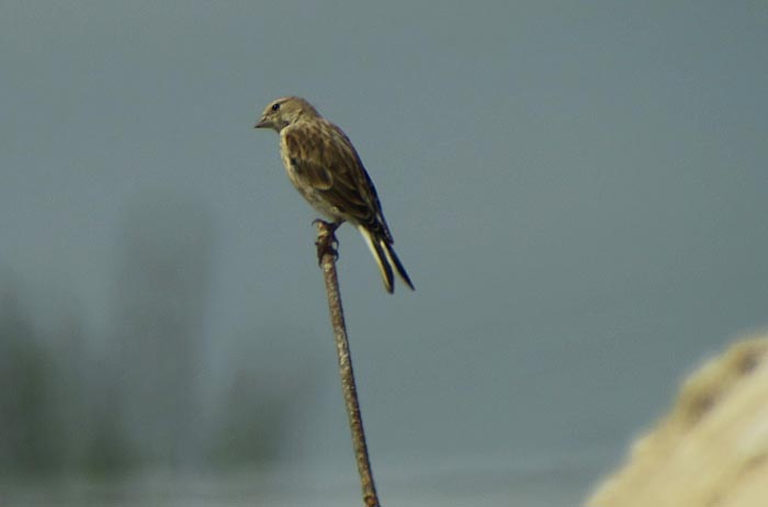 08_bluthaenfling_bei_garchinger-heide_2016-08-14_5207