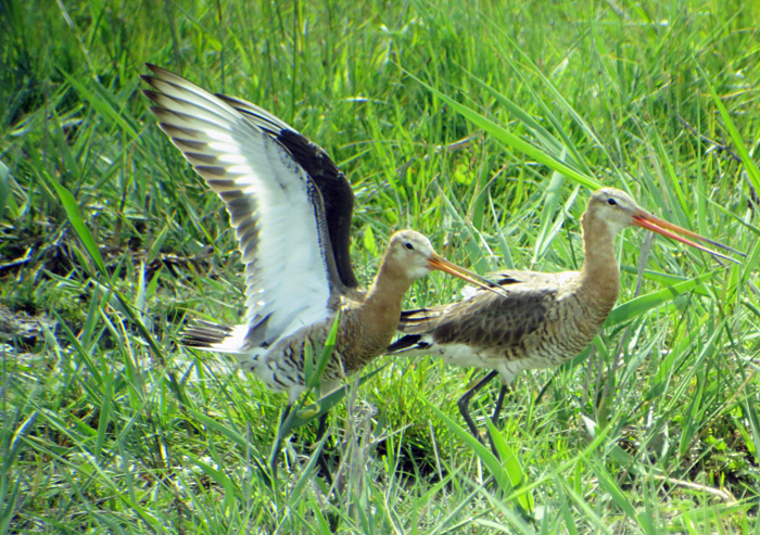 10_uferschnepfen_lange-lacke_2016-05-24_9376