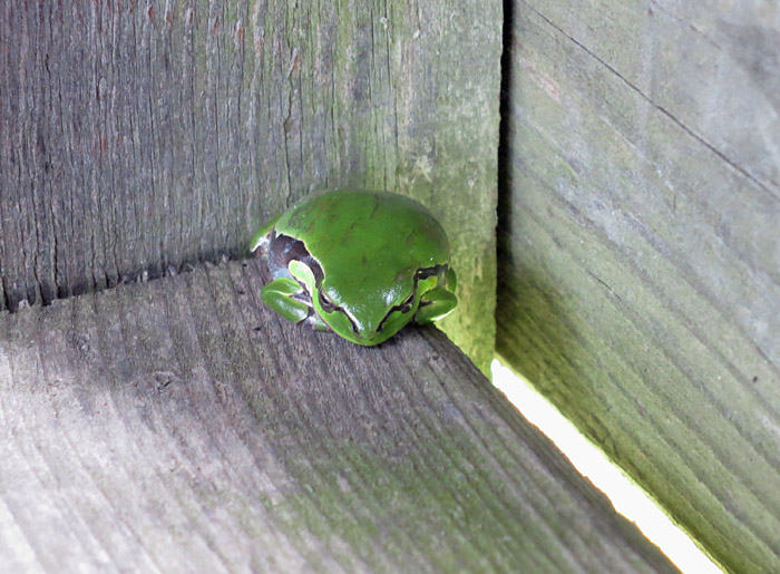 15_laubfrosch_lange-lacke_2016-05-24_9468