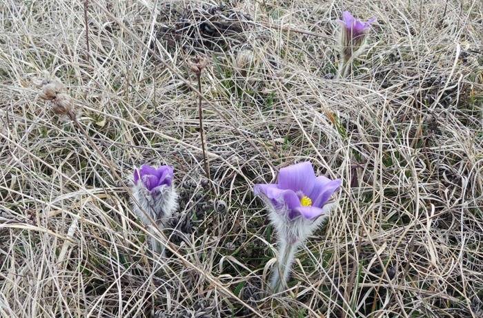 01_kuhschelle_garchinger-heide_2016-03-27_2225