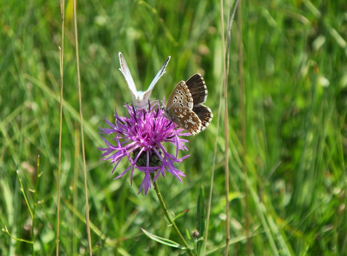 04_schmetterlinge_garchinger-heide_2016-08-14_5101