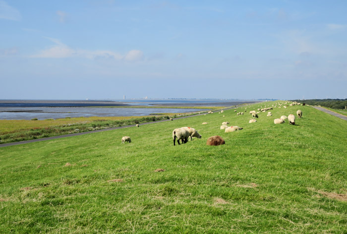 01_deich_nordsee_sept2016_6201