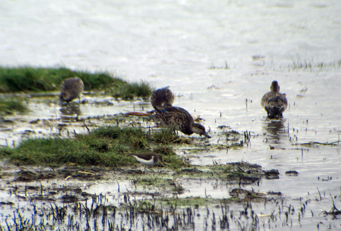 03_flussuferlaeufer_woehrdener-loch_2016-09-04_5540