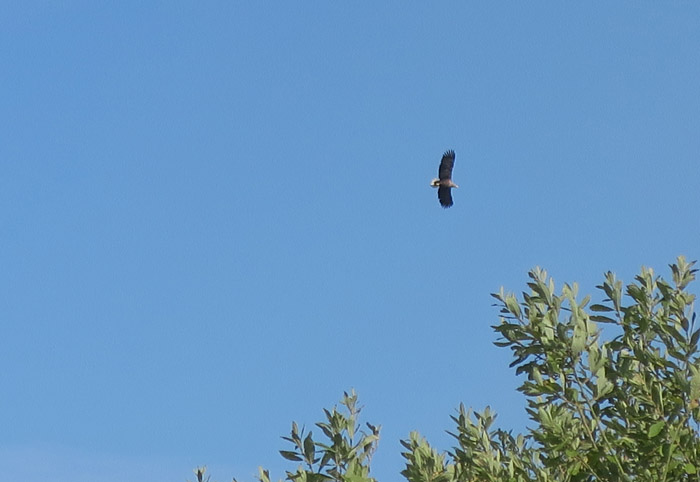 07_seeadler_bei_kronenloch-2016-09-06_6180