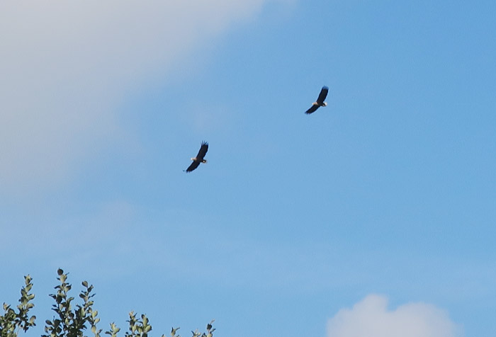 08_seeadler_bei_kronenloch-2016-09-06_6184