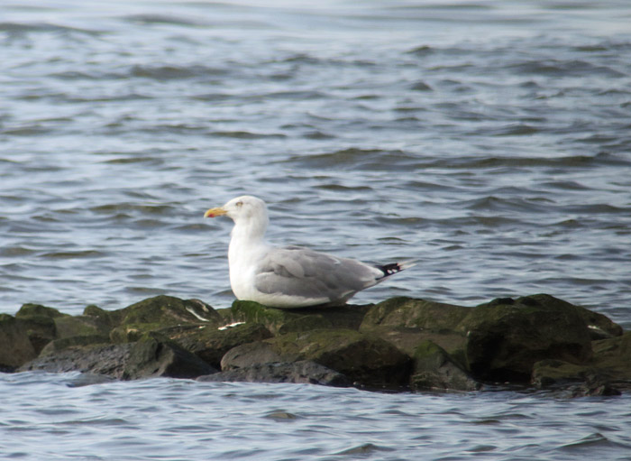 14_silbermoewe_nordseekueste_sh-2016-09-06_6256