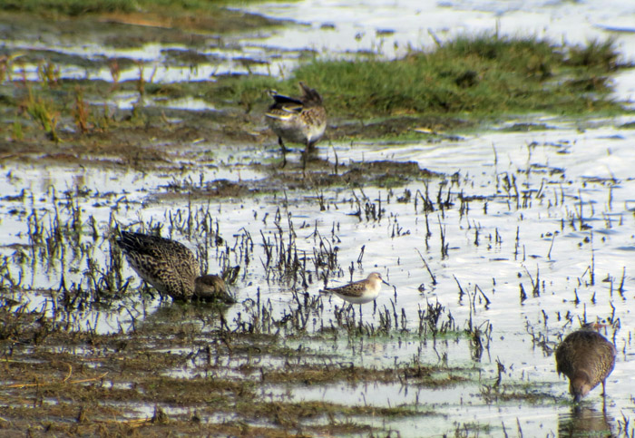 15_zwergstrandlaeufer_woehrdener-loch_2016-09-04_5751