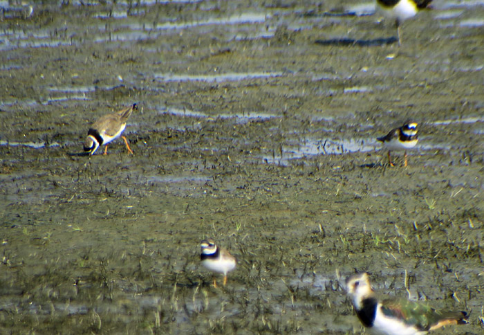 17_sandregenpfeifer_woehrdener-loch-2016-09-06_6287