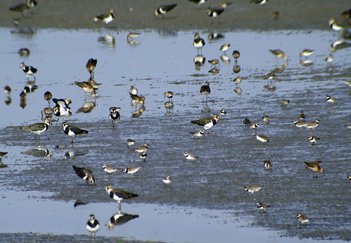 18_sandregenpfeifer_woehrdener-loch-2106-09-06_6314
