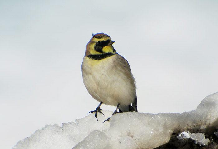 01_atlasohrenlerche_atlas-horned-lark_oukaimeden_marokko_2016-12-28_9841