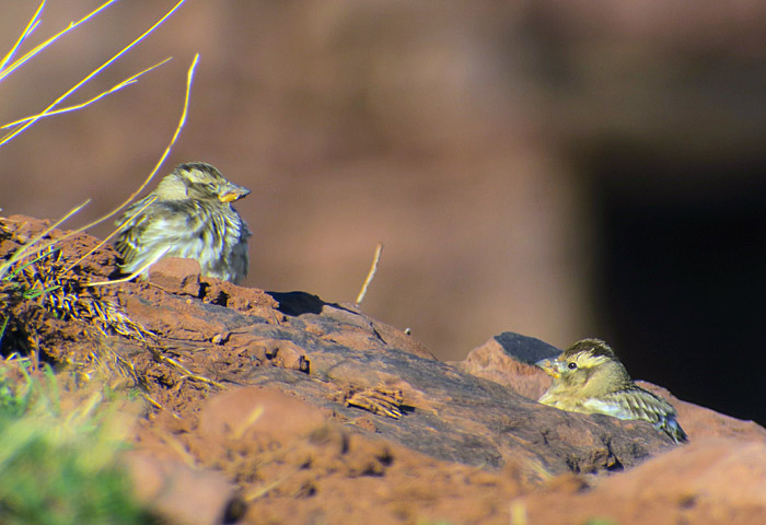 02_steinsperling_rock-sparrow_oukaimeden_marokko_2016-12-28_0032