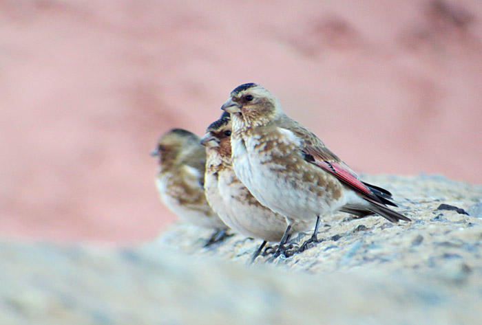 03_rotfluegelgimpel_crimson-winged-finch_oukaimeden_marokko_2016-12-28_0072