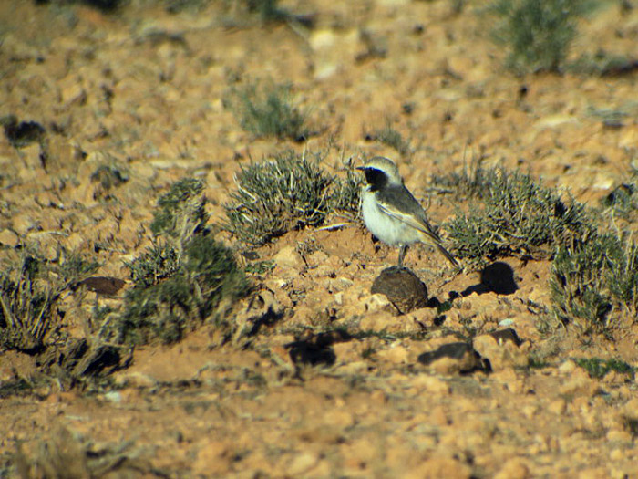 04_fahlbuerzel-steinschmaetzer_red-rumped-wheatear_boumalne_marokko_2016-12-30_0330