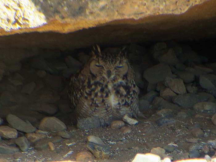 06_wuestenuhu_pharaoh-eagle-owl_marokko_2016-12-30_0690