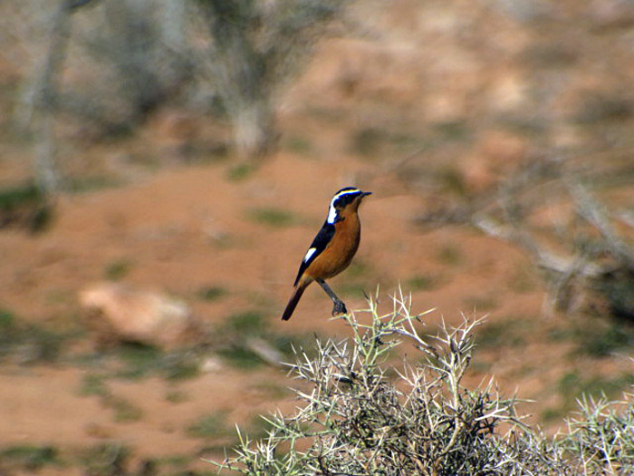 07_diademrotschwanz_moussiers-redstart_marokko_2016-12-31_0944