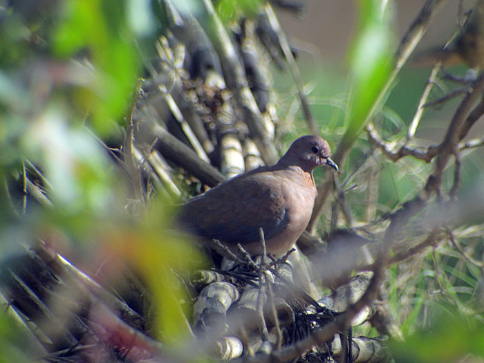 09_palmtaube_laughing-dove_marokko_2017-01-05_2285