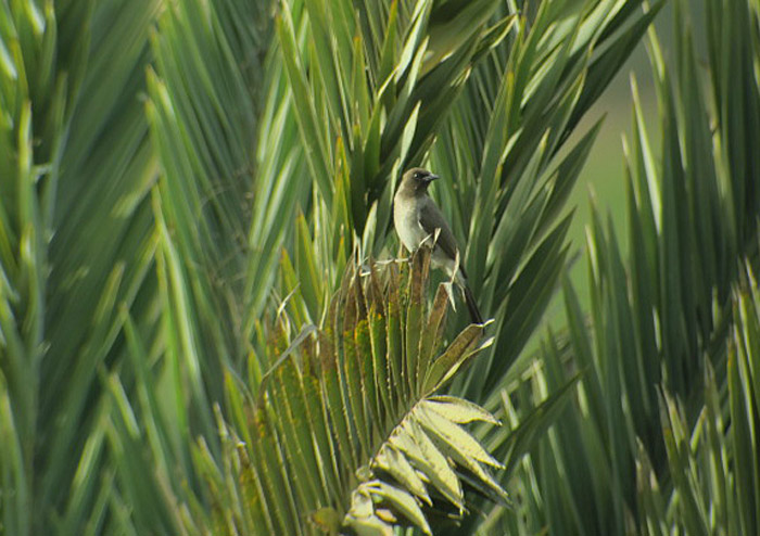 13_graubuelbuel_common-bulbul_marokko_2017-01-05_2388