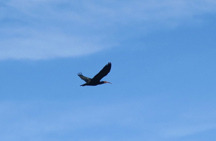 14_waldrapp_bald-ibis_marokko_2017-01-05_2243