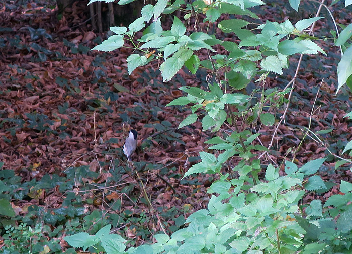 02_sumpfmeise_nymphenburger-schlosspark_2016-11-01_7891