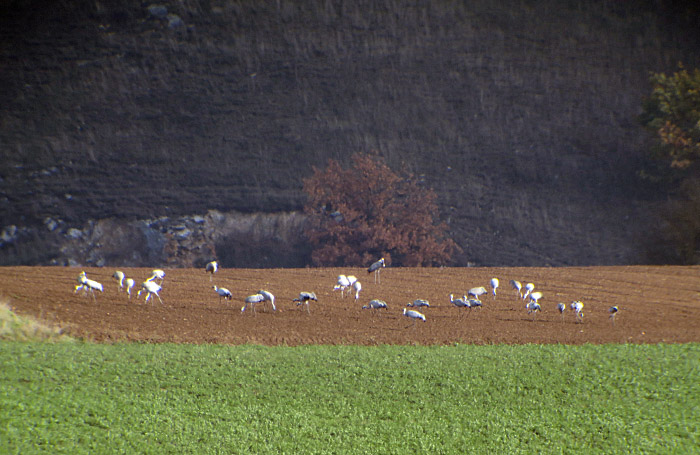 04_Kraniche_bei_Kelbra_2016-11-06_8461