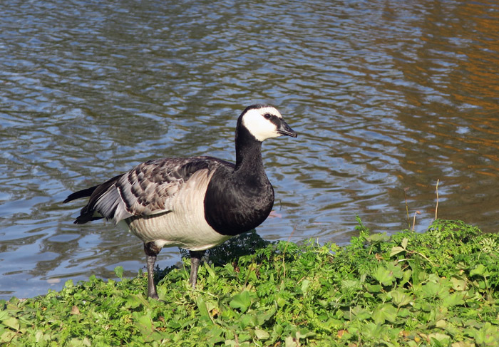 06_weisswangengans_nymphenburger-schlosspark_2016-11-01_8170