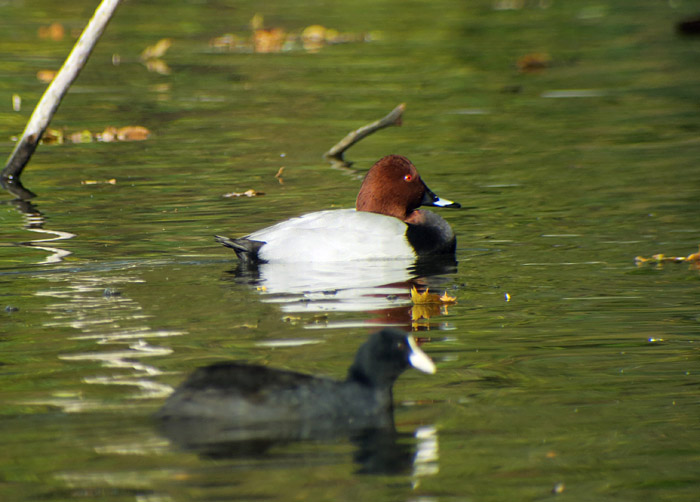 08_tafelente_nymphenburger-schlosspark_2016-11-01_7974