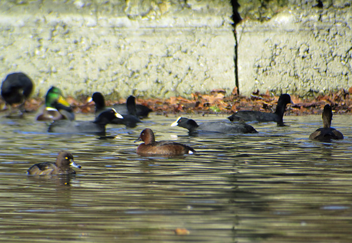 09_moorente_nymphenburger-schlosspark_2016-11-01_7992