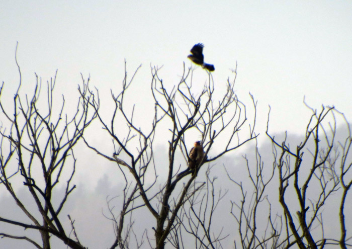 09_unbest_adler_ammersee_binnensee_2016-10-30_7842