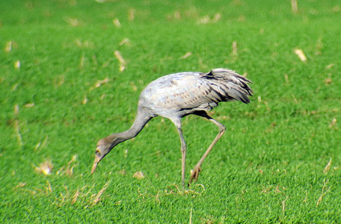 10_Kranich_Jungvogel_bei_Kelbra_2016-11-06_8570