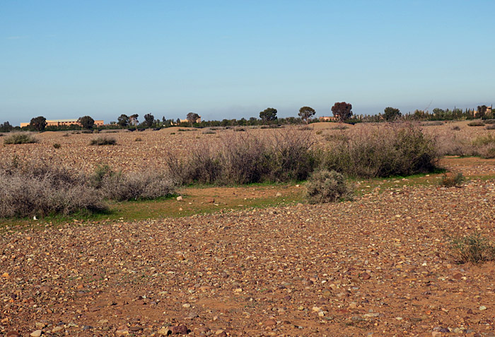 00_brachland_suedl_marrakesch_dez2016_9722