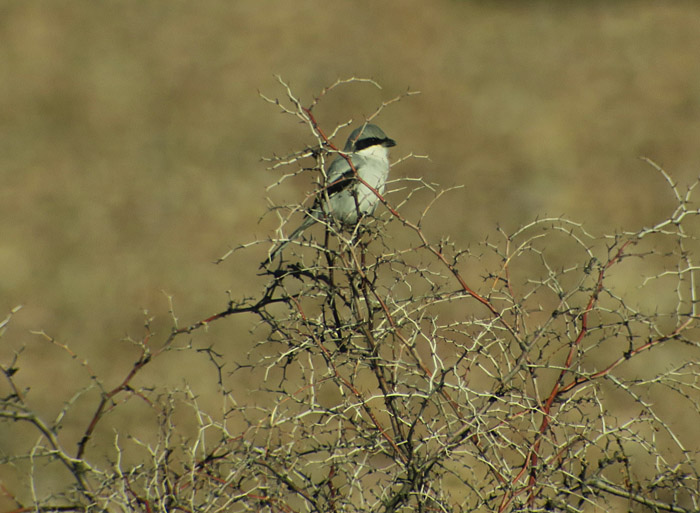 01_raubwuerger_great-grey-shrike_marokko_2016-12-28_9634